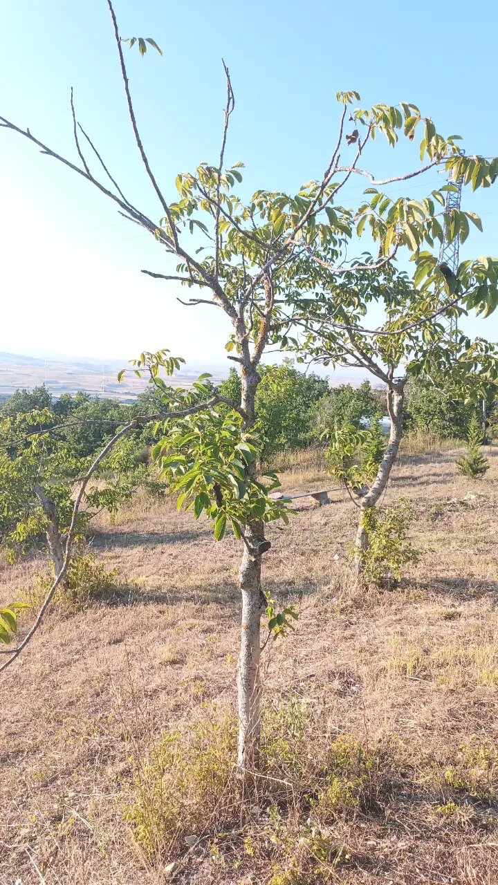 Noce B2 nel Noceto di Eden — foto del 1 agosto 2026