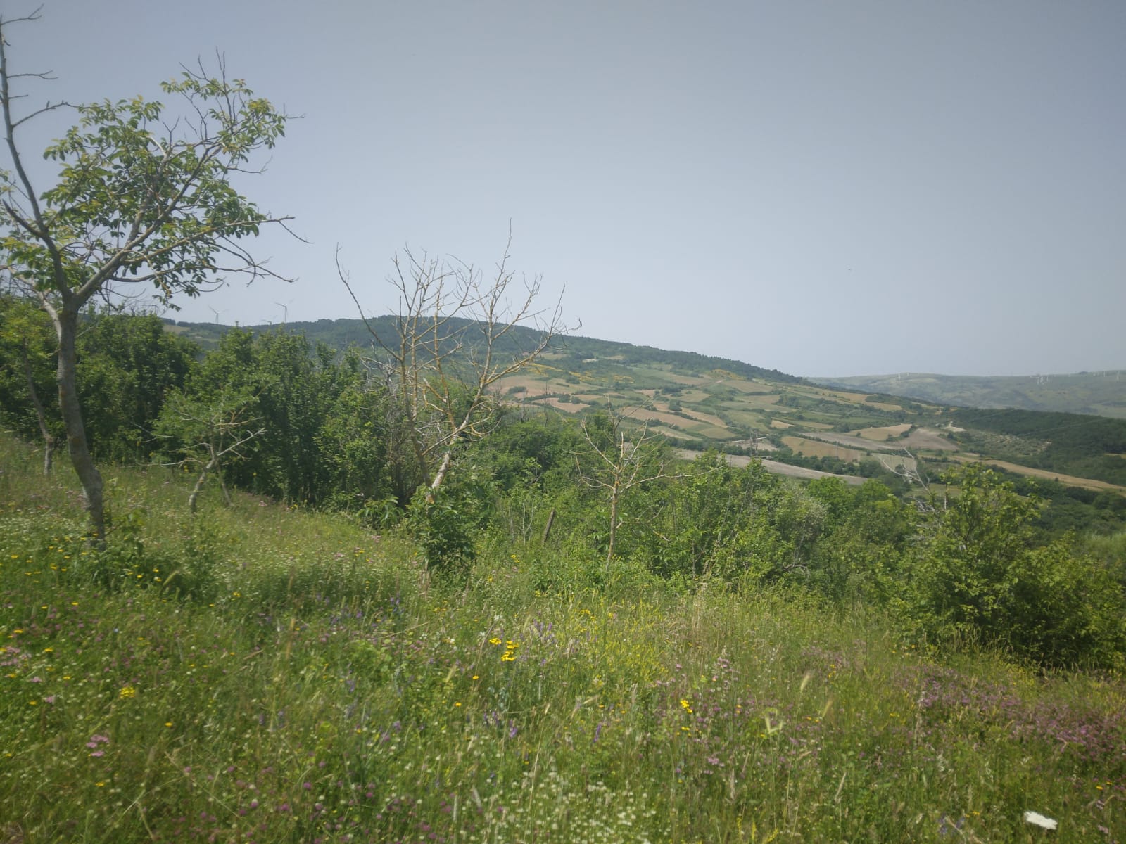 Noccioleto