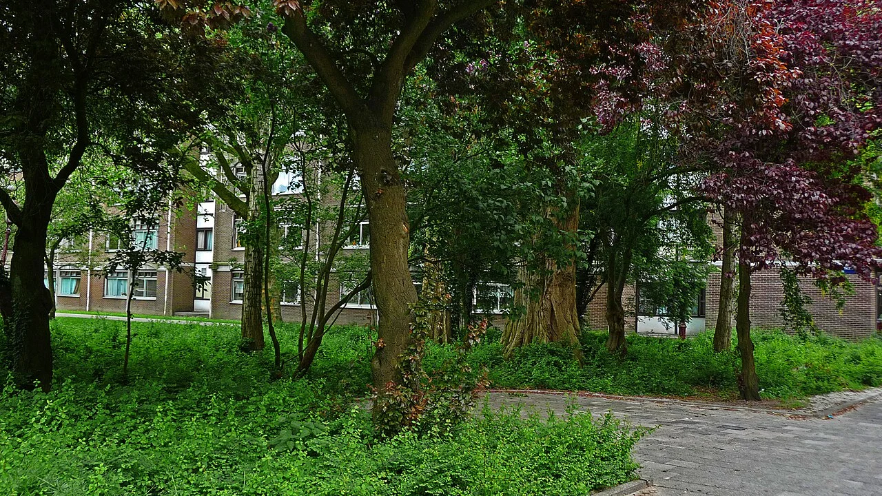 Benefits of urban trees: shade, health and resilience backed by evidence