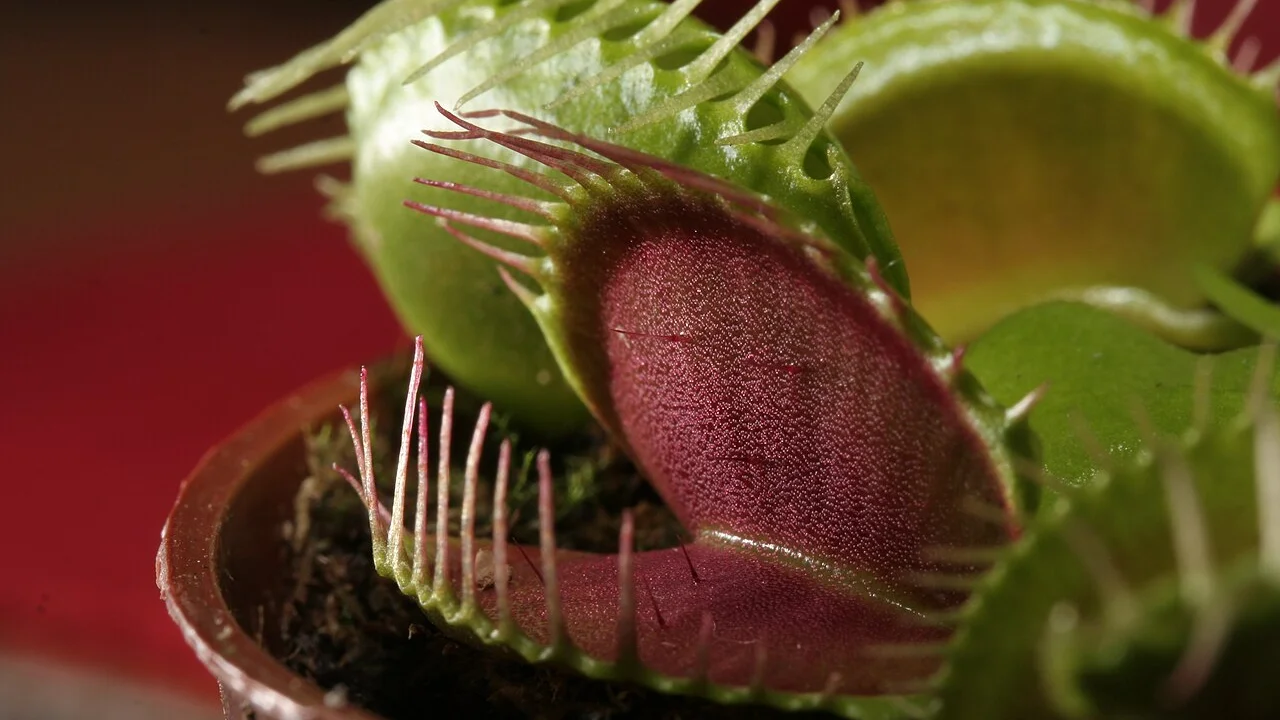 Carnivorous plants: how insect traps work in the plant kingdom