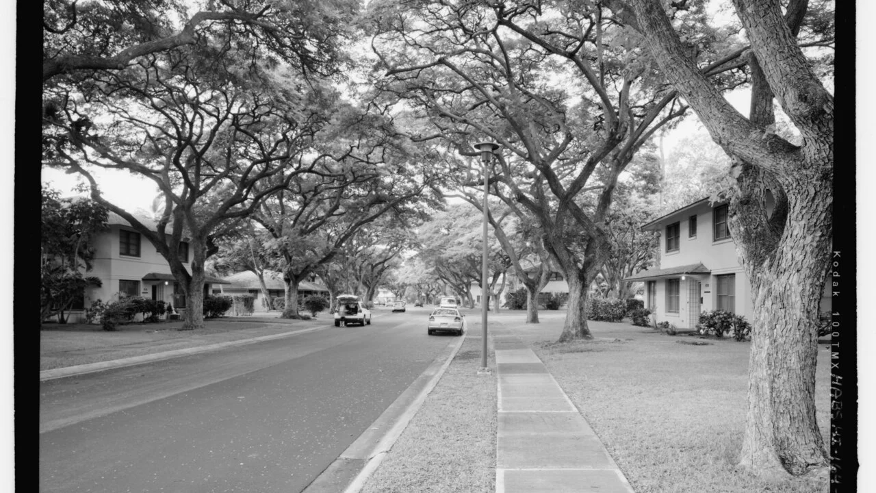 Why municipalities cut mature trees and replace them with saplings that die