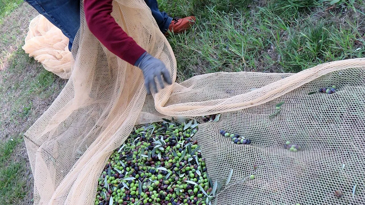 Olive harvest: timing, oil quality and respect for the tree