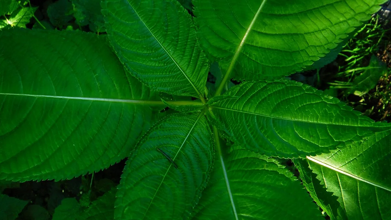 Photosynthesis and chlorophyll explained simply: how leaves turn light into life