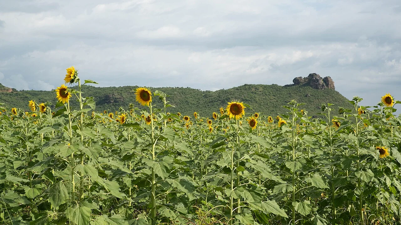 Plants that follow the sun: phototropism, heliotropism and daily rhythm