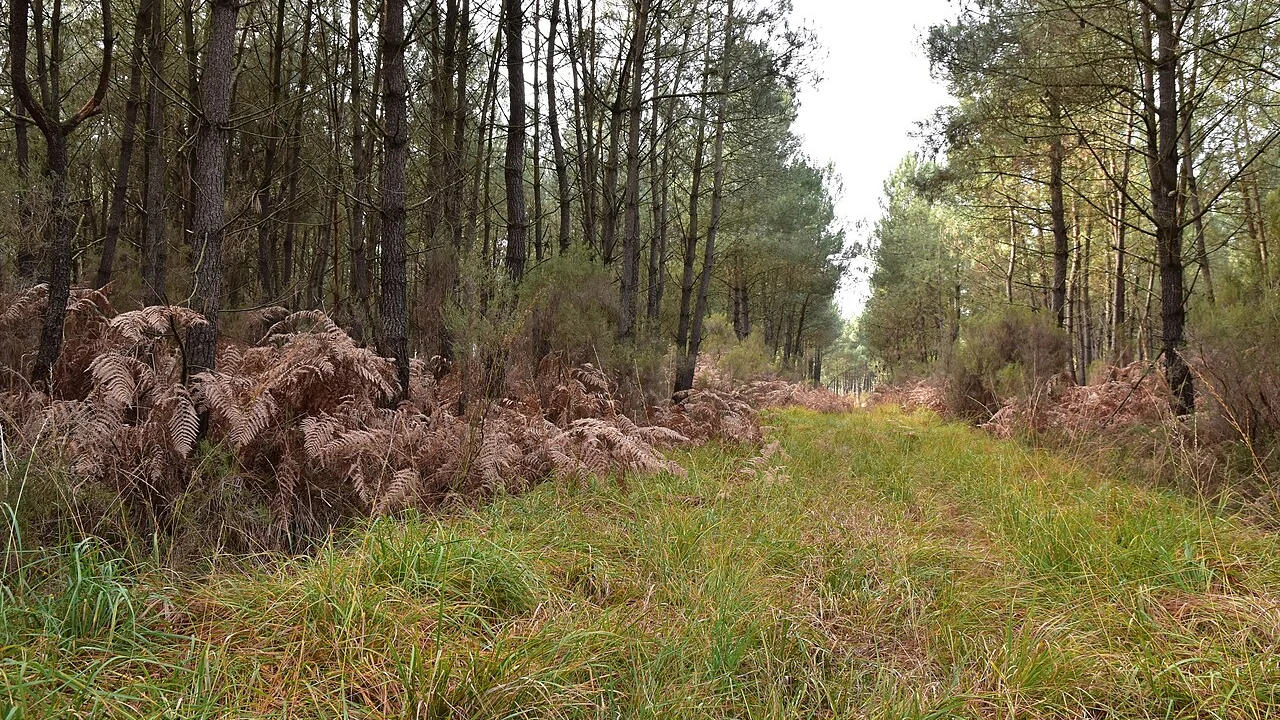 Temperate forests: the four-season biome