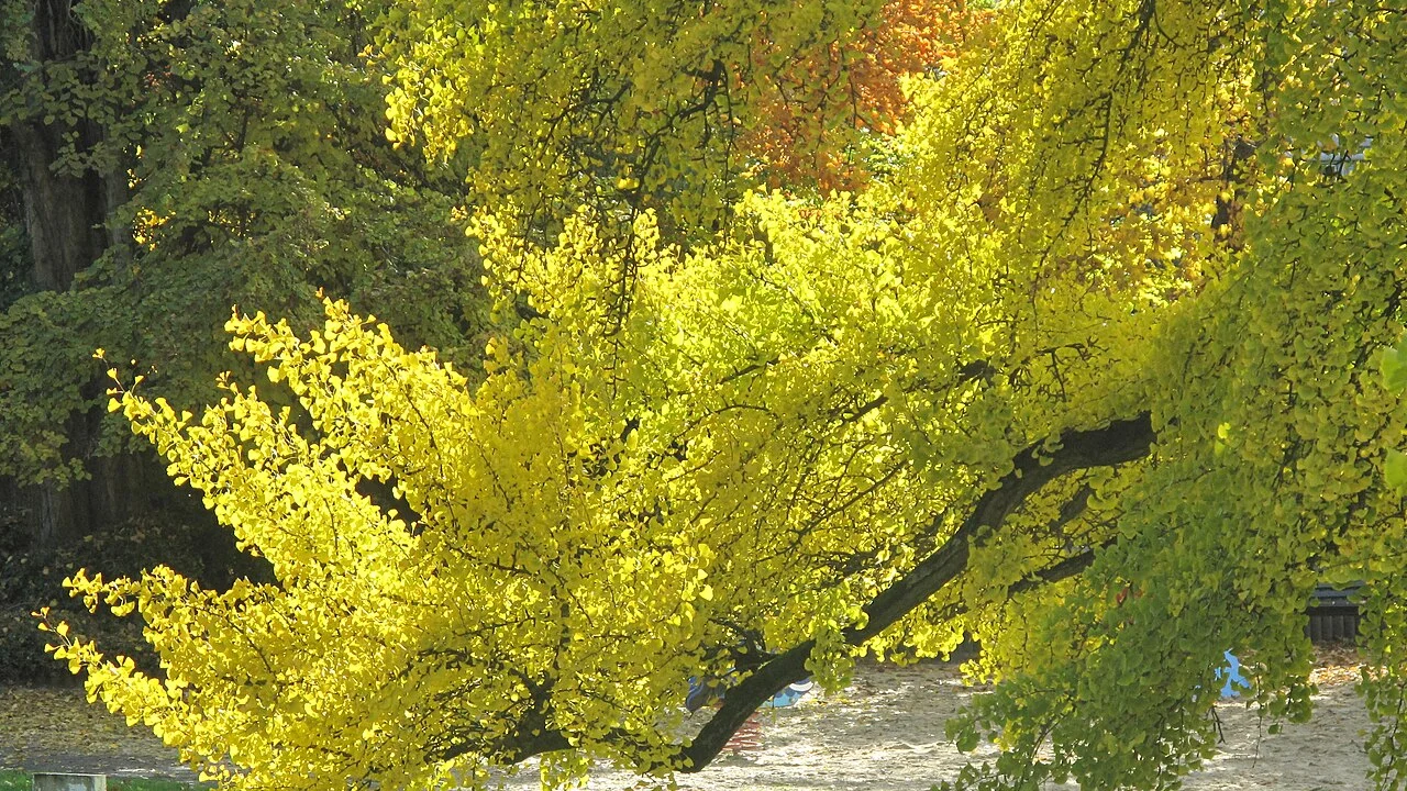 Why trees shed their leaves: autumn, drought and the logic of survival