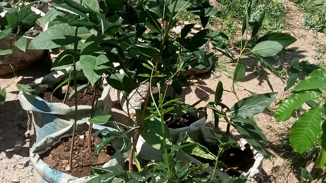 Erbe aromatiche sul balcone: luce, vasi e varietà che reggono