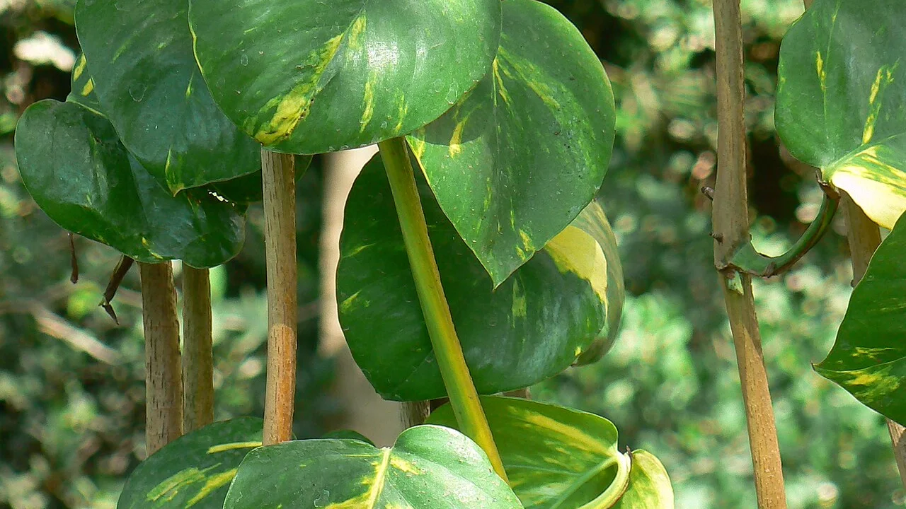 Piante che purificano l'aria in casa: miti, limiti e scelte sensate