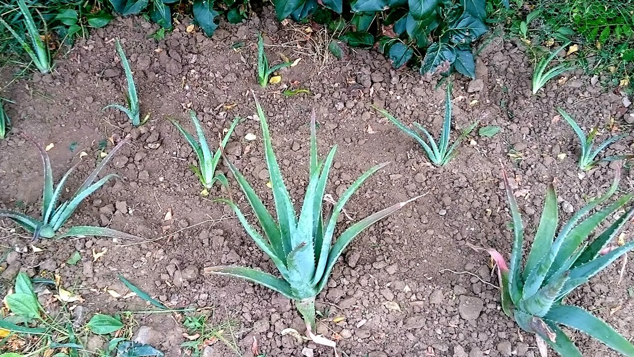 Ridurre l'impronta ecologica del giardino: scelte concrete senza greenwashing